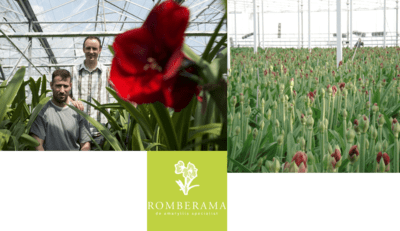 amaryllis