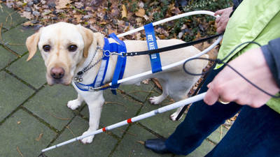 blinde-geleidehond