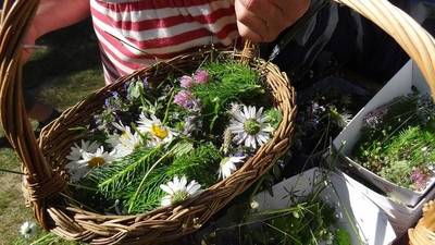 eetbare-planten