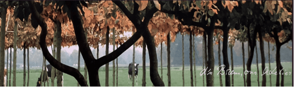 rondleiding-vormboomkwekerij-van-roessel