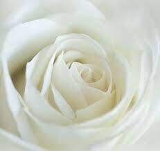 witte-roos